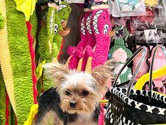 -帕帕拉兹宠物(亚洲旗舰店)