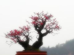 -香雪海
