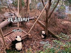 -成都大熊猫繁育研究基地