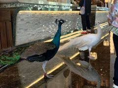 -西双版纳融创皇冠假日度假酒店