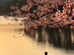 -新江湾城公园