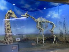 -国家自然博物馆