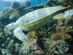 -上海海洋水族馆