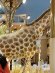 -卡通尼·Safari非洲探索乐园·生日会(金桥国际商业广场店)