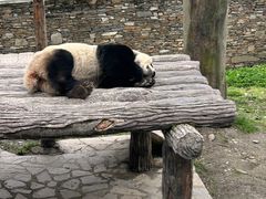 -都江堰中华大熊猫苑