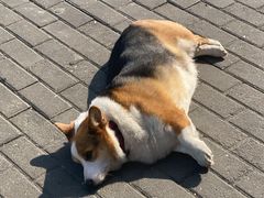 -老四川平头酸菜鱼(衙前店)