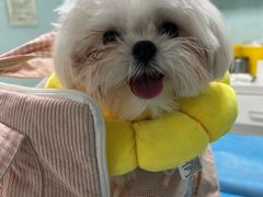 -达爱动物医院·犬猫分区·CT·复杂眼科(远洋山水分院)