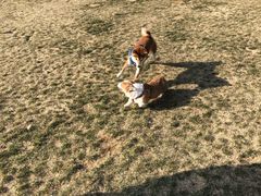 -趣玩宠物乐园寄养训犬训狗游泳池