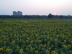 -汉长安城未央宫国家考古遗址公园