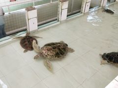 -广东惠东海龟国家级自然保护区