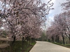 -贵州百里杜鹃风景名胜区