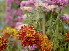 -上海共青森林公园