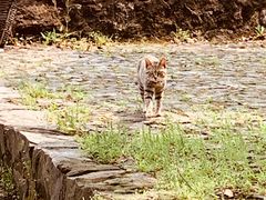 -雨花胜境
