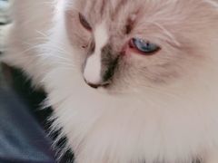 -米宠家·撸猫猫咖小萌宠·猫咪洗澡·猫咪寄养(高新大都荟店)