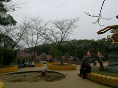 -东湖磨山景区樱花园-停车场