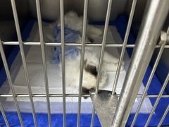 -中农国际动物医院24小时·猫科·骨科·急重症中心
