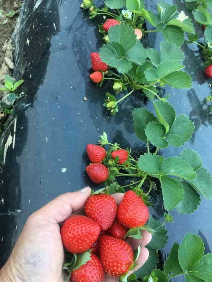 古港草莓园-"25蚊一斤,不太甜,个头一般般,也不算难."-大众点评移动版