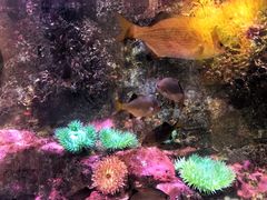 -西雅图水族馆