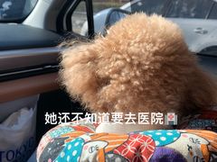 -瑞派·关忠动物医院(国瑞店)