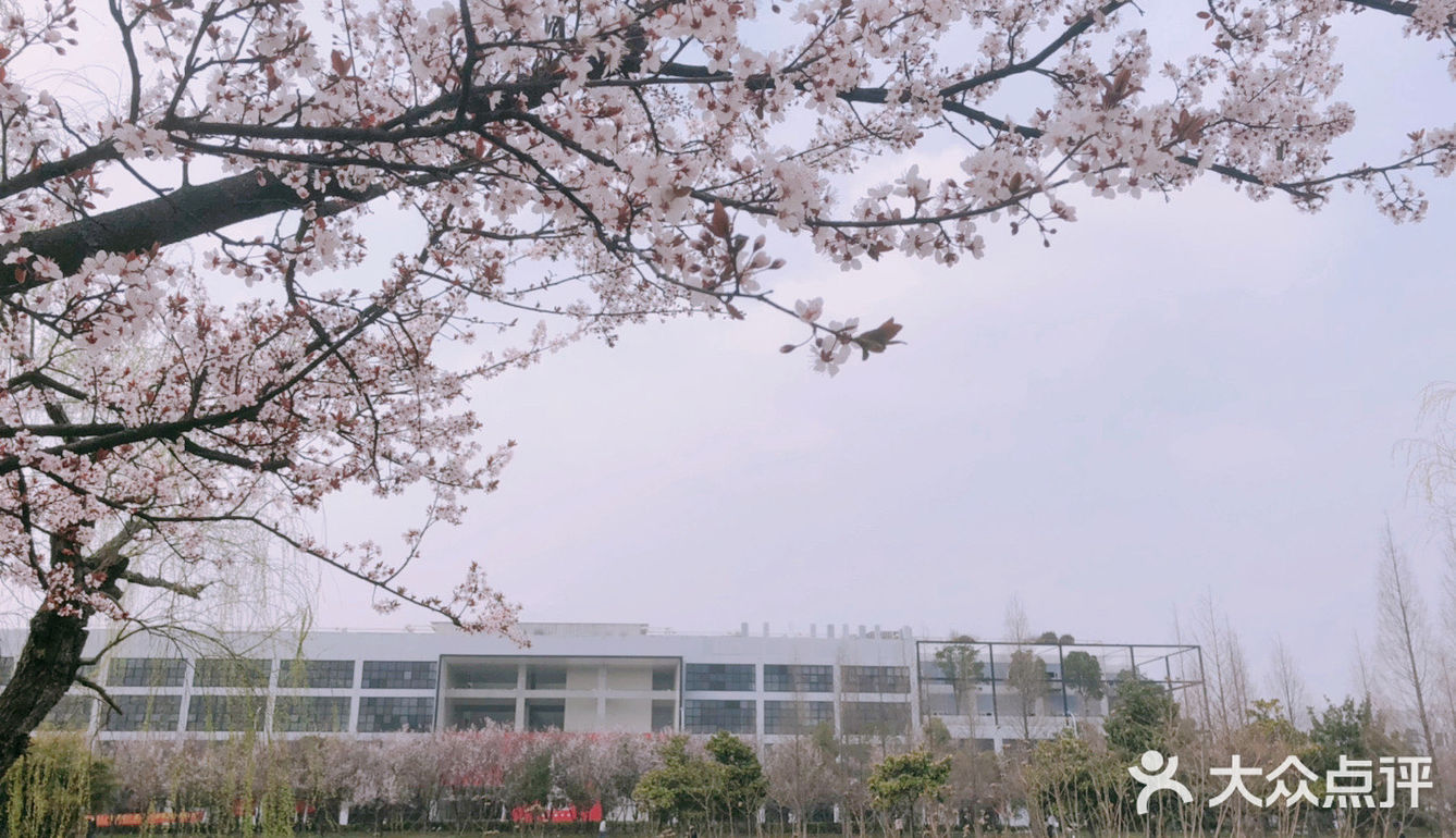 🌸樱花都开好了🌸