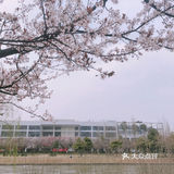 🌸樱花都开好了🌸