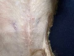 -暖阳宠物医院·犬猫康复中心·骨科