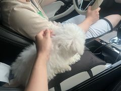 -翊宠yipet猫狗购宠庄园