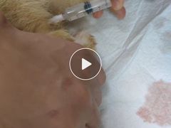 -瑞派福兴宠物医院犬猫全科·骨科·中西医结合(河东店)
