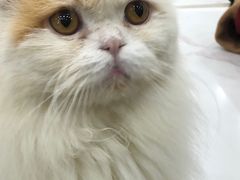 -安格丽娜·狗咖·猫咖羊驼咖(春熙路百盛商场店)