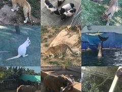 -西霞口神雕山野生动物世界