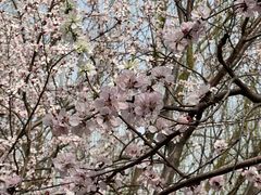 -桃花堤公园