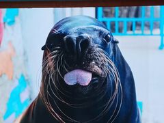 -烟台海昌鲸鲨海洋公园