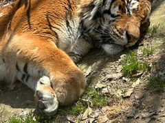 -栾川竹海野生动物园