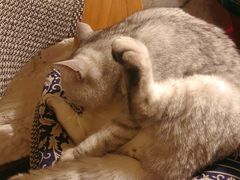 -不舍昼夜咖啡馆