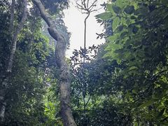 -西双版纳原始森林公园