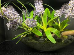 -茶叁酒肆·楚味江湖(菱角湖店)