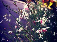 -吴淞炮台湾湿地森林公园烧烤区