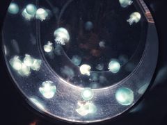 -鹿儿岛水族馆