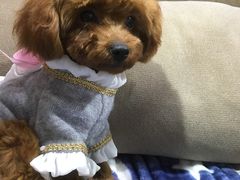 -1013 PET SHOP 宠物商店(近铁城市广场店)