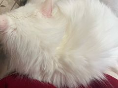 -楼上猫咖(罗湖店)