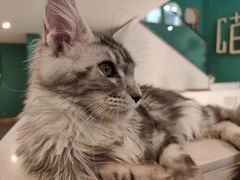 -飞行喵MR PILOT|猫舍·猫咖(静安大融城店)