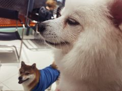 -怪兽屋·羊驼·猫咖·狗咖(俊华广场店)