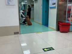 -北京观赏动物医院·24小时大型综合·猫专科·异宠专科
