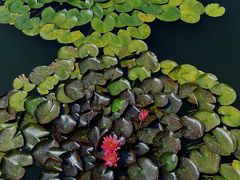 -国家植物园南园