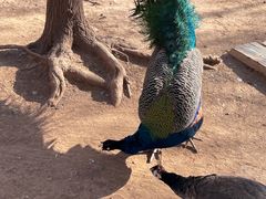 -济南野生动物世界