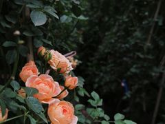 -三圣花乡旅游区