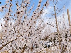 -永定河休闲森林公园