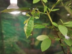 -上海大自然野生昆虫馆(东方明珠·爬宠昆虫探索中心)
