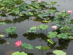 -荷塘月色湿地公园·向阳花洲