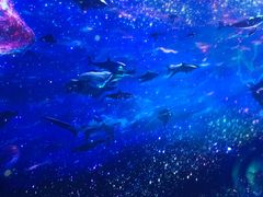 -海合安成都极地海洋公园